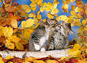 CAT 03 KH0236 01
Norwegian Forest Cat Kittens Kissing By Log And Autumn Leaves