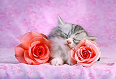 CAT 03 RC0002 02
Portrait Head Shot Of Sleeping Gray Kitten With Two Pink Roses Studio