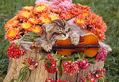 CAT 03 RC0003 01
Sleeping Gray Kitten With Violin And Pink Flowers