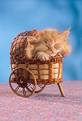 CAT 03 RC0006 01
Portrait Head Shot Of Red Kitten Sleeping In Wooden Cart Studio