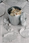CAT 03 RC0007 01
Portrait Head Shot Of Gray Tabby Kitten Sleeping In Garbage Can Studio