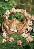 CAT 03 RC0009 01
Portrait Head Shot Of Two Red Tabby Kittens Sleeping In Wicker Basket With Flowers Studio