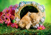 CAT 03 RC0010 01
Portrait Head Shot Of Two Red Tabby Kittens Sleeping In Basket With Flowers Studio