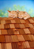 CAT 03 RC0011 01
Portrait Head Shot Of Two Red Kittens Sleeping On Rooftop Studio