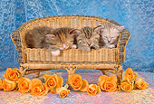 CAT 03 RC0013 01
Portrait Of Three Gray Kittens Sleeping On Wicker Bench With Orange Roses Studio