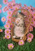 CAT 03 RC0016 01
Portrait Of Gray Tabby Kitten Sleeping In Wicker Chair With Pink Flowers Studio