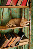 CAT 03 RC0017 01
Portrait Of Red Tabby Kitten Sleeping On Bookshelf Studio