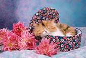 CAT 03 RC0018 01
Portrait Of Red And Gray Kitten Sleeping In Round Box With Pink Flowers Studio