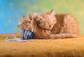 CAT 03 RC0019 01
Portrait Of Two Red Tabby Kittens Sleeping With Ball Of Yarn Studio