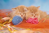 CAT 03 RC0020 01
Portrait Of Two Red Kittens Sleeping With Balls Of Yarn Studio