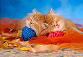 CAT 03 RC0020 02
Portrait Of Two Red Kittens Sleeping With Balls Of Yarn Studio