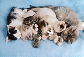 CAT 03 RC0021 01
Overhead Portrait Of Six Gray Kittens Sleeping