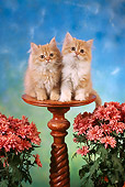 CAT 03 RC0024 01
Portrait Of Two Red Kittens Sitting On A Pedestal With Pink Flowers