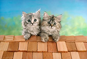 CAT 03 RC0026 01
Portrait Of Two Gray Kittens Sitting On Roof Studio