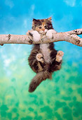 CAT 03 RC0027 01
Portrait Of Gray And Red Patched Kitten Hanging From Tree Branch