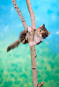 CAT 03 RC0027 02
Portrait Of Gray And Red Patched Kitten Hanging From Tree Branch