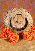 CAT 03 RC0030 01
Portrait Of Red Kitten Sitting In Round Basket With Orange Roses