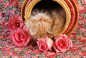 CAT 03 RC0031 01
Portrait Of Red Kitten Sleeping Upside-Down In Round Basket With Pink Roses