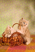 CAT 03 RC0033 01
Portrait Of Red Kittens Playing With Wicker Cart