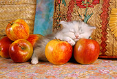 CAT 03 RC0035 01
Portrait Of Gray And White Kitten Sleeping On Red Apples By Baskets Studio