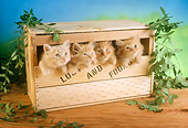 CAT 03 RC0040 01
Four Red Kittens Peeking Out Of Wooden Box