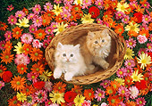 CAT 03 RC0041 01
Overhead Shot Of Two Red Persian Kittens Sitting In Basket Surrounded By Flowers