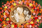 CAT 03 RC0042 01
Overhead Shot Of Five Red Persian Kittens Sitting In Basket Surrounded By Flowers