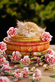 CAT 03 RC0044 01
Red Persian Kitten Sleeping In Round Basket By Pink Flowers