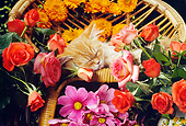 CAT 03 RC0045 01
Red Persian Kitten Sleeping On Wicker Chair Surrounded By Flowers