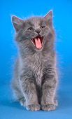 CAT 03 RC0046 01
Gray Kitten Meowing On Blue Background