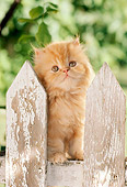 CAT 03 RC0049 01
Red Persian Kitten Sitting On Picket Fence
