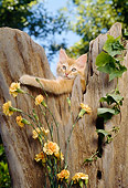 CAT 03 RC0050 01
Red Tabby Kitten Climbing Tree Trunk