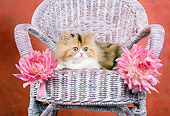 CAT 03 RC0051 01
Red And Gray Persian Kitten Laying On Wicker Chair By Two Pink Flowers