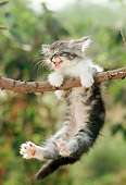 CAT 03 RC0055 01
Gray Persian Kitten Meowing Hanging From Tree Branch