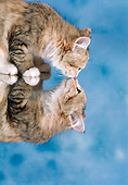 CAT 03 RC0056 01
Gray And Red Kitten Sniffing Mirror Image