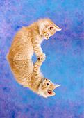 CAT 03 RC0057 01
Red Kitten Sitting On Mirror Blue Background