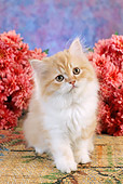 CAT 03 RC0058 01
Orange And White Persian Kitten Sitting By Pink Flowers