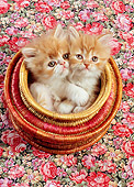 CAT 03 RC0061 01
Overhead Shot Of Two Red And Gray Persian Kittens Cuddling In Basket