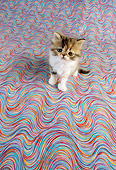 CAT 03 RC0062 01
Overhead Shot Of Gray Persian Kitten Sitting On Colorful Floor