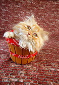 CAT 03 RC0065 01
Overhead Shot Of Red Persian Kitten Sitting In Wooden Bucket