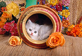 CAT 03 RC0066 01
Gray Persian Kitten Laying In Round Basket By Flowers