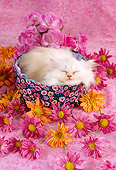 CAT 03 RC0067 01
White Persian Kitten Sleeping In Round Box By Flowers