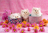 CAT 03 RC0068 01
Three White Persian Kittens Sitting In Round Boxes By Flowers