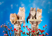 CAT 03 RC0069 01
Four Gray And Red Persian Kittens Sitting On Pedestals By Flowers