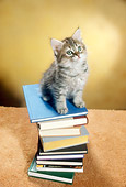 CAT 03 RC0073 01
Overhead Shot Of Gray Kitten Sitting On Stack Of Books