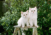 CAT 03 RC0084 01
Two Cream Persian Kittens Sitting On Stepladder