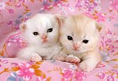 CAT 03 RC0085 01
Head Shot Of Two Cream Persian Kittens Laying On Pink Floral-Print Blanket