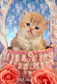 CAT 03 RC0086 01
Red Persian Kitten Sitting In Basket By Two Orange Roses