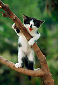CAT 03 RC0087 01
White And Black Kitten Climbing Tree