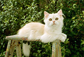 CAT 03 RC0088 01
Cream Persian Kitten Laying On Stepladder By Shrubs